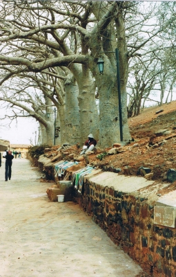 The BAOBAB Tree - The National Tree of Senegal and the oldest  tree in the world