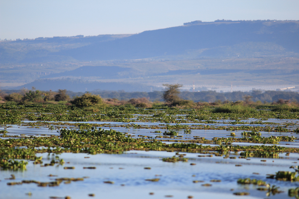 Lake Naivasha KENYA (3)