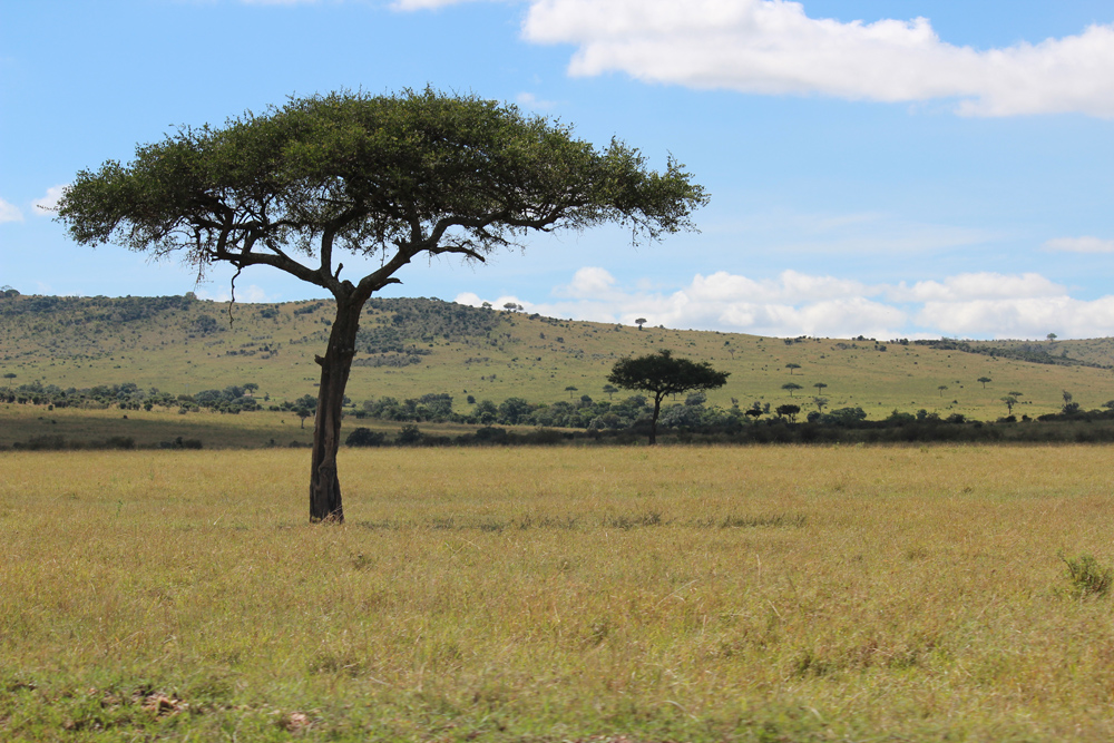 Maasai Mara KENYA (10)