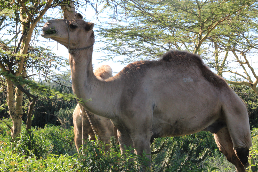 Maasai Mara KENYA (7)